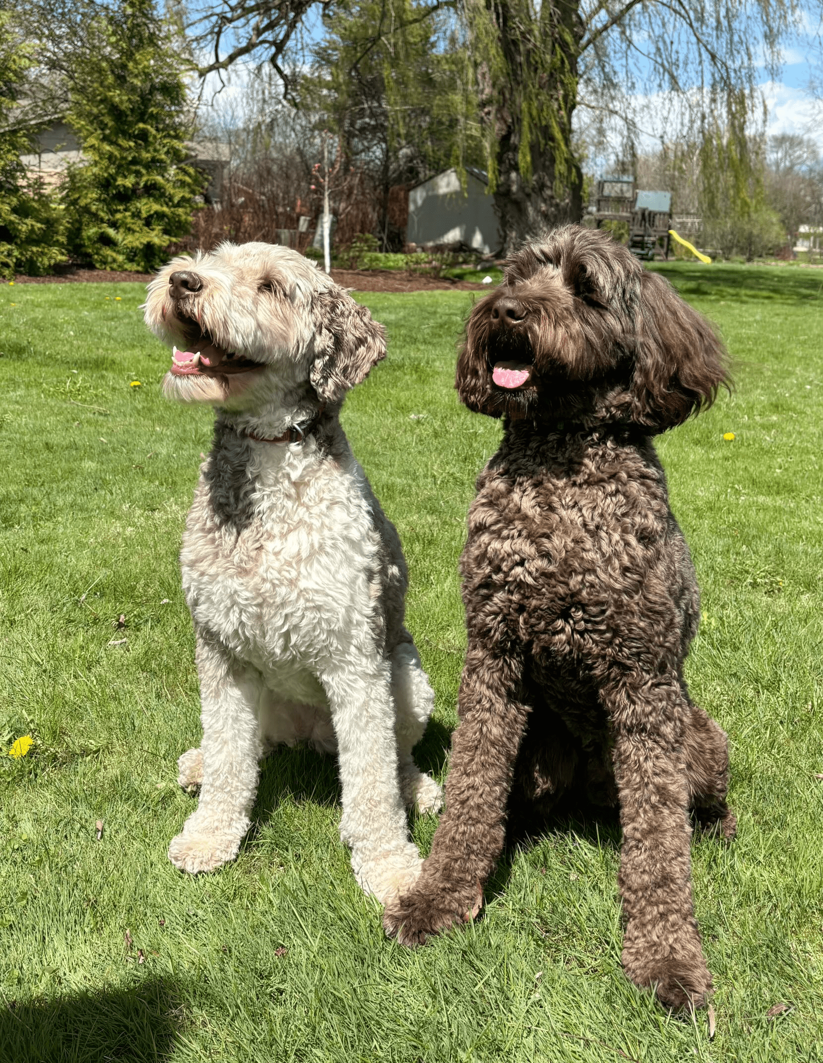 Junie and Miles - Certified Therapy Dogs